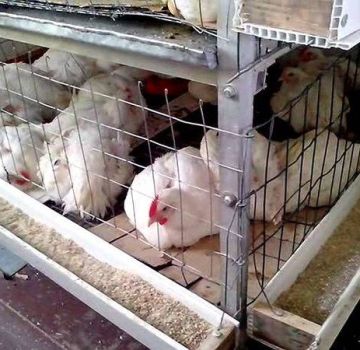 How to build a DIY broiler chicken coop sizing guide
