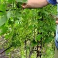 Hoe u druiven op de juiste manier buiten op de middelste rij kunt laten groeien en tips voor het planten en verzorgen van beginners