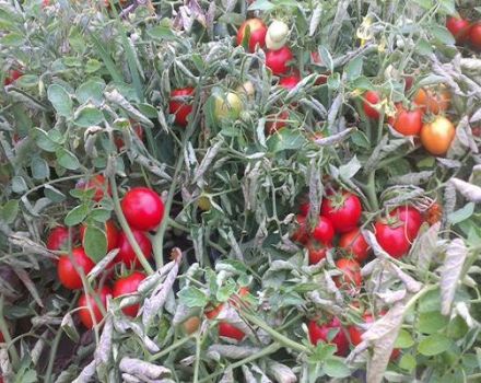 Beschrijving van tomatenras Tmag 666 f1, kenmerken en teeltmethoden