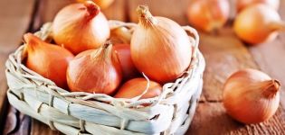 Description of the Shetan onion variety, features of cultivation and care