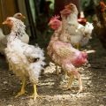 Hvorfor begynder smeltning af æglæggende høner, hvad og hvornår man skal give derhjemme