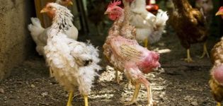 Tại sao quá trình thay lông ở gà đẻ bắt đầu, những gì và khi nào nên cho con bú tại nhà