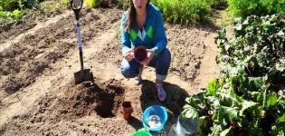 When and how to properly plant tulips in baskets for bulbs with your own hands