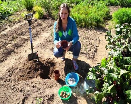 När och hur du planterar tulpaner i korgar för lökar med dina egna händer