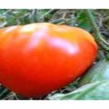 Kenmerken en beschrijving van het tomatenras Tsar Bell