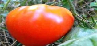 Tomaattilajikkeen Tsar Bell ominaisuudet ja kuvaus