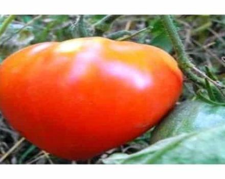 Charakteristiky a opis odrody paradajok Tsar Bell