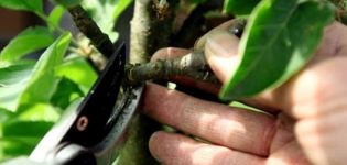 How to properly prune a columnar apple tree in summer, spring and autumn, formation and care