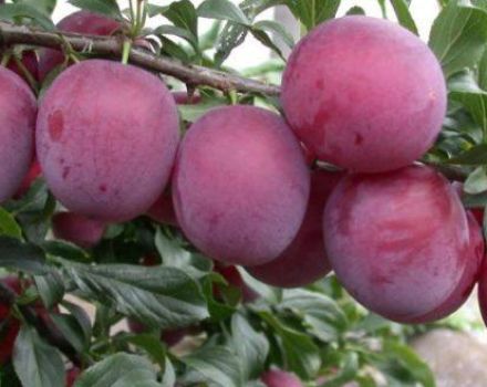 Descrizione della varietà Cherry Plum Tenda, semina e cura, impollinatori e potature
