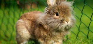 وصف وخصائص سلالة الأرنب برأس الأسد ، وقواعد الرعاية