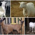 Узроци и симптоми ендометритиса код коза, методе лечења и превенција