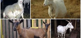Causas y síntomas de la endometritis en cabras, métodos de tratamiento y prevención.