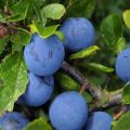 Description of the plum variety Volzhskaya beauty, cultivation and care