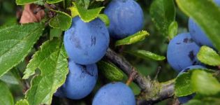 Descrierea soiului de prune Volzhskaya krasavitsa, cultivare și îngrijire