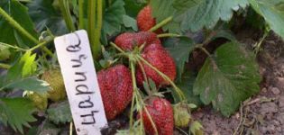 Description and characteristics of the Tsaritsa strawberry variety, cultivation and care