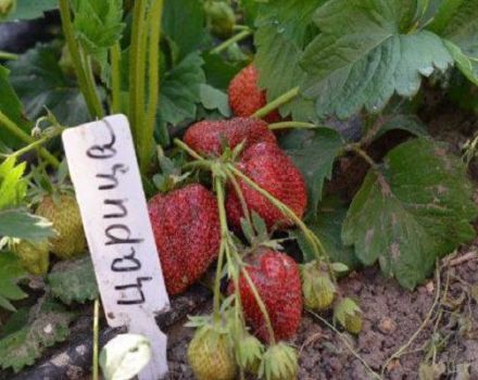 Beskrivning och egenskaper hos jordgubbssorten Tsaritsa, odling och skötsel