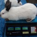How much does a rabbit weigh on average and a table of indicators by month, meat yield