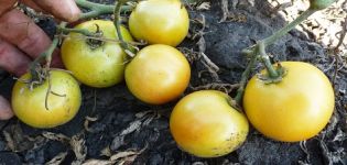Egenskaber og beskrivelse af Long Keeper-tomatsorten, dens udbytte