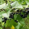 Descripció de varietats de grosella negra dolça bielorussa, plantació i cura