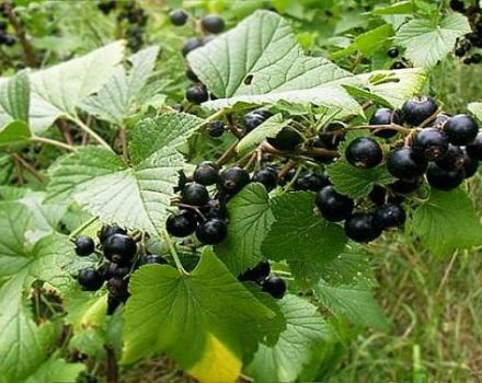 Beschreibung der schwarzen Johannisbeersorten Weißrussische Süßigkeit, Pflanzung und Pflege