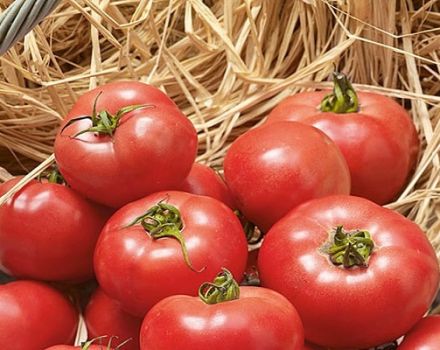 Beschrijving van de variëteit van tomaat Erofeich roze, kenmerken van teelt en verzorging