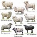 Egenskaber og egenskaber ved finulduld får, TOP 6 racer og uldudbytte