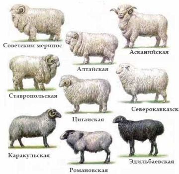 Cechy i cechy owiec z cienkiej wełny, TOP 6 ras i wydajność wełny