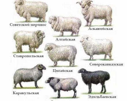 Vlastnosti a vlastnosti ovcí z jemné vlny, plemen TOP 6 a výnos vlny