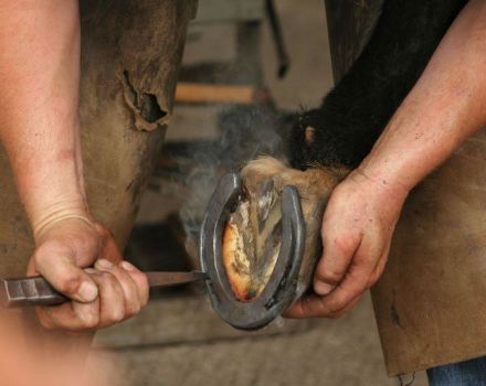 Why you need and how to shoe a horse correctly, types of structures