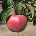 Gala elma ağacı çeşidinin tanımı ve özellikleri ve çeşitleri, yetiştirme ve bakım özellikleri