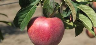 Popis a charakteristika odrůdy jabloní Gala a jejích odrůd, rysů pěstování a péče