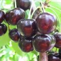Description and characteristics of the Leningradskaya Black cherry variety, cultivation and care