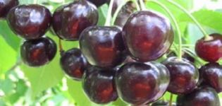 Beschreibung und Eigenschaften der Sorte Leningradskaya Black Cherry, Anbau und Pflege