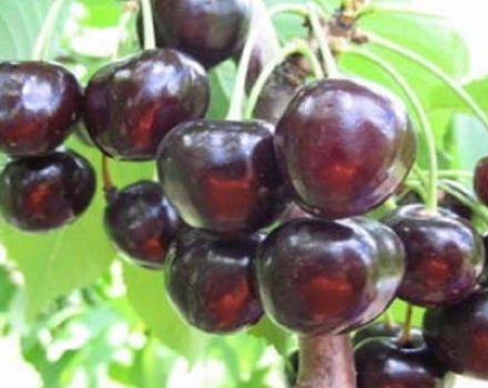 Description and characteristics of the Leningradskaya Black cherry variety, cultivation and care