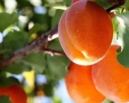 Beskrivelse af abrikossorten Solnechny, udbytteegenskaber og dyrkningsegenskaber