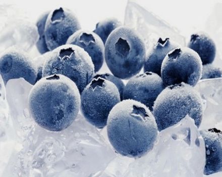 Paano maayos na i-freeze ang mga blueberry para sa taglamig sa bahay sa ref