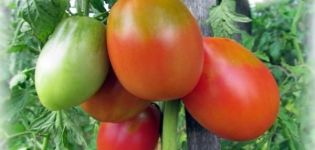 Tomaattilajikkeen Flame Agro kuvaus, viljelyyn ja hoitoon liittyvät piirteet