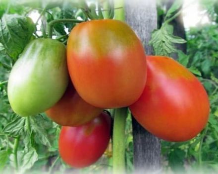 Descripción de la variedad de tomate Flame Agro, características de cultivo y cuidado.