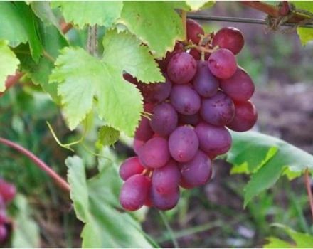 Descrizione delle varietà di uva in memoria del chirurgo, regole di impianto e cura