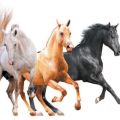 Nazwy istniejących kolorów koni, które są jednocześnie listą kolorów