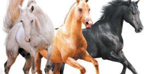 Nazwy istniejących kolorów koni, które są jednocześnie listą kolorów