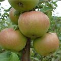 Kuvaus Verbnoe-omenalajikkeesta ja sen etujen ja haittojen pääpiirteistä, sato