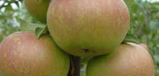 Beskrivelse af Verbnoe æblesorten og de vigtigste egenskaber ved dens fordele og ulemper, giver udbytte