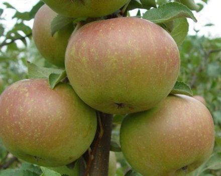 Opis odrody jabĺk Verbnoe a hlavné charakteristiky jej výhod a nevýhod, výnos