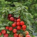 Pencerede domates çeşidi Lukoshko'nun tanımı, yetiştiriciliği