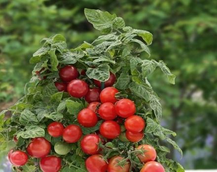 Descripción de la variedad de tomate Lukoshko en la ventana, su cultivo.