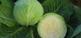 Description of late varieties of cabbage Sugarloaf, Kolobok, Atria, Valentina and others