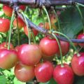 Description of the sweet cherry variety Orlovskaya Pink, planting and care