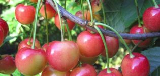 وصف صنف الكرز الحلو أورلوفسكايا الوردي ، زراعة ورعاية