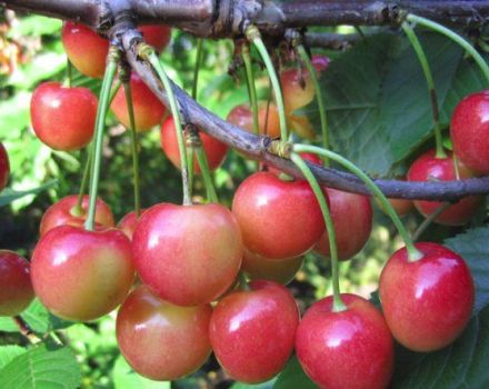 Az Orlovskaya Pink cseresznyefajta leírása, ültetés és gondozás